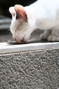 Close-up of cat