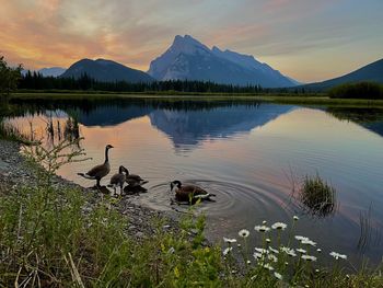 View of ducks swimming in lake against sky