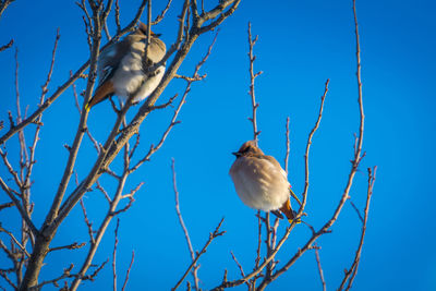 Low angle view of bird perching on branch