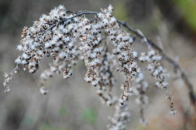 Close-up of white flowers