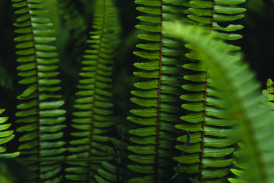 Full frame shot of succulent plant