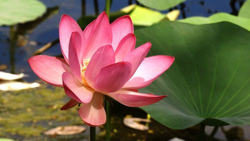 Close-up of pink lotus water lily