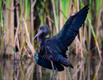 Close-up of bird flying over lake