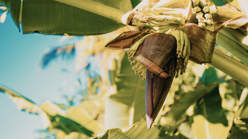 Close-up of fresh white tied hanging from plant