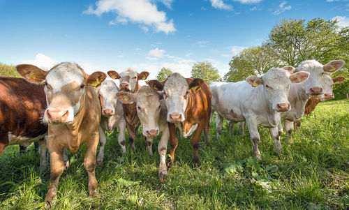 Horses grazing on field