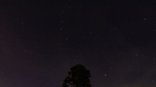 Low angle view of trees against star field at night