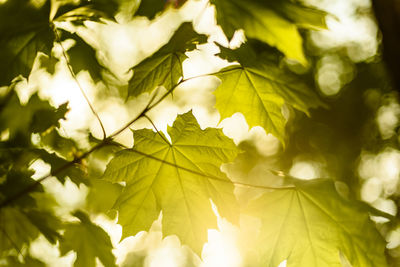 Close-up of maple leaves on tree