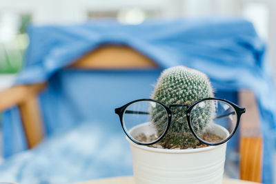 Eyeglasses on cactus potted plant