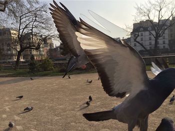 Close-up of birds flying against sky