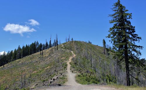 Path to the top, old logging trail in medford, oregon usa