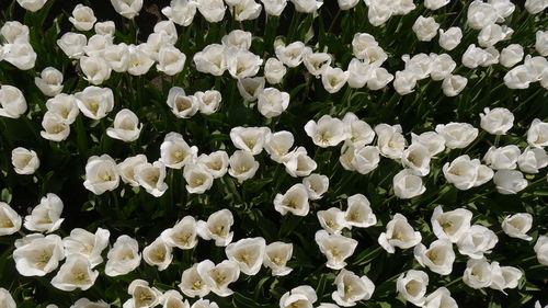 High angle view to blooming white tulips on field