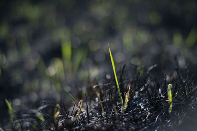 Close-up of plants growing on field