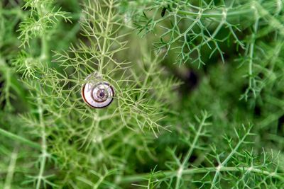 Close-up of snail on plant