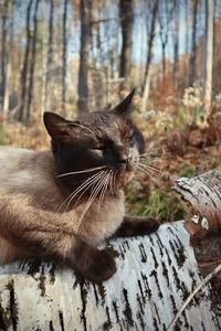 Happy siamese cat in the forest