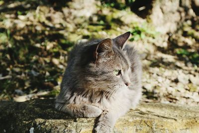 Close-up of cat sitting outdoors