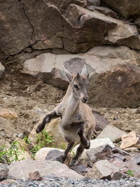 Young alpine ibex standing on its hind legs mid-jump