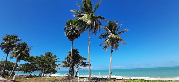 Palm trees on beach against clear blue sky