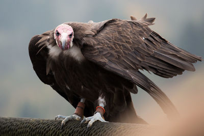 Close-up of vulture perching outdoors