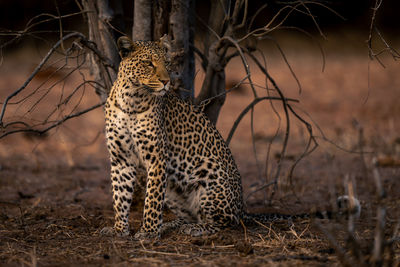 Leopard on field