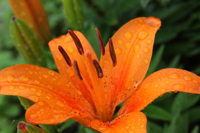 Close-up of wet orange lily blooming outdoors