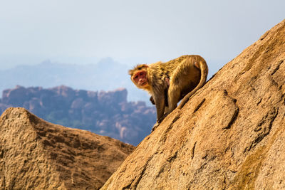Portrait of monkey on rock against sky