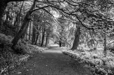 Road amidst trees in forest