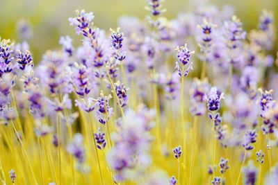 Close-up of purple flowering lavender plants in a field
