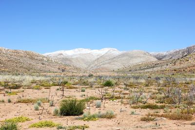 Scenic view of landscape against clear blue sky