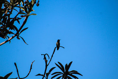 Low angle view of bird flying against blue sky