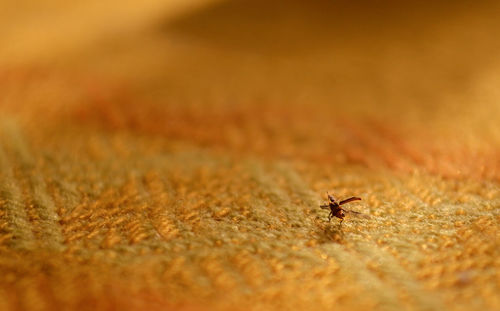 Close-up of spider