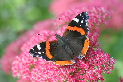 Close-up of butterfly pollinating on pink flower