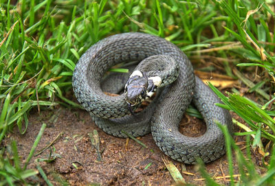 Close-up of snake