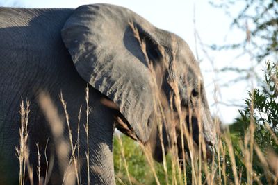 Elephant taken through the long grass in kruger national park. thought it was a pretty composition. 