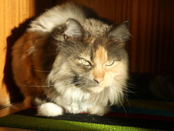 Close-up of cat relaxing at home