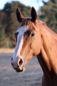 Close-up of a horse with white blaze