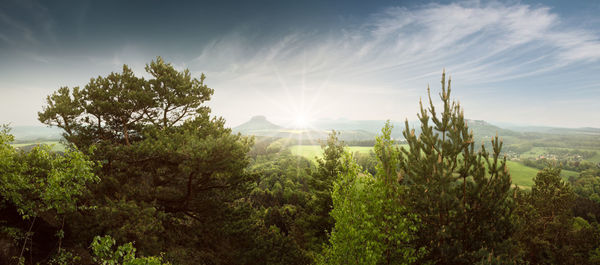 Plants and trees against sky