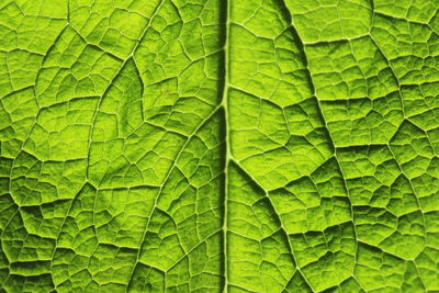 Full frame shot of leaf