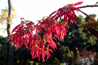 Close-up of red flowering plant