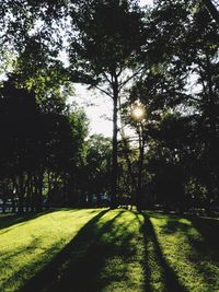 Trees on field