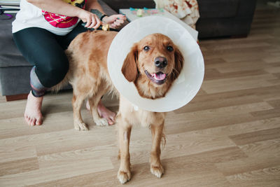 Woman combing a golden retriver with elizabeth cone at home. sick dog concept