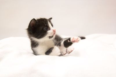 Kitten on cushion against white background