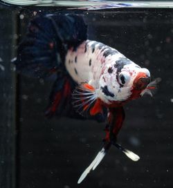 Close-up of fish swimming in sea