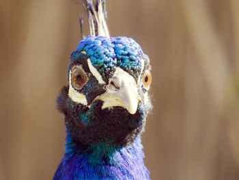 Close-up of peacock
