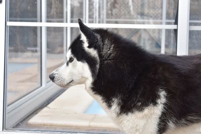 Close-up of a dog looking away