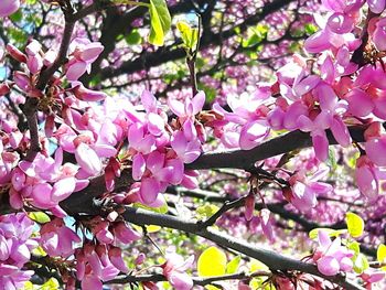 Close-up of pink flowers