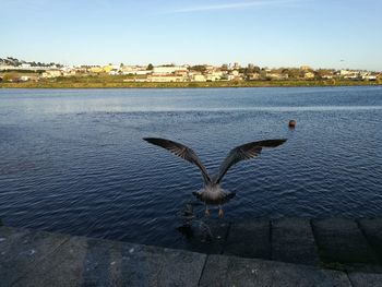 Birds by sea against clear sky