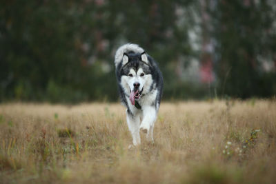 Dog running in a field