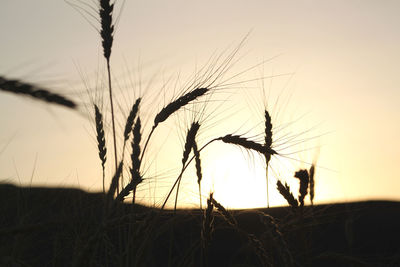 Close-up of stalks in field against sky during sunset