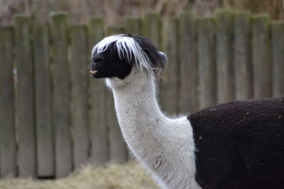 Close-up portrait of horse