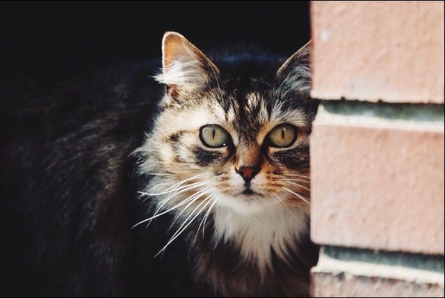 CLOSE-UP PORTRAIT OF CAT AT HOME